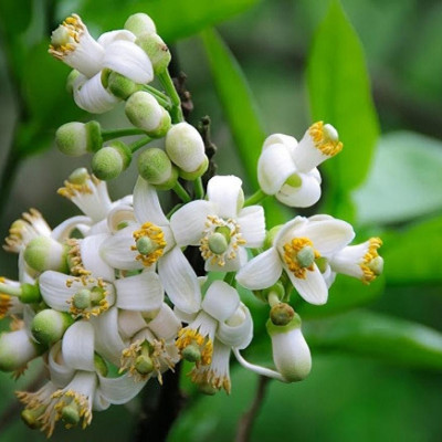 Dầu gội không bọt Organic Thông Minh - Long Thuận