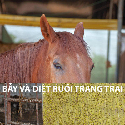 25 Miếng Bẫy Ruồi Vàng, Bẫy Côn Trùng gây hại rau sạch và cây ăn trái tại nhà nhập khẩu Israel Sticky Yellow Roll 