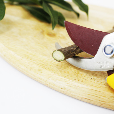 Kéo cắt cành cao cấp Nhật Bản Chikamasa PS-7Y