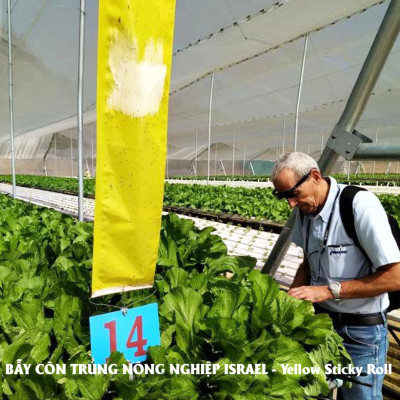 MIẾNG DÁN VÀNG BẪY CÔN TRÙNG NHẬP KHẨU ISRAEL DÙNG TRONG NÔNG NGHIỆP SẠCH NHƯ RAU THỦY CANH, RAU KHÍ CANH VÀ NÔNG NGHIỆP SẠCH (SET 20 ME2T DÀI). Kích thước ngang 0.18M x Dài 20M trải nghiệm