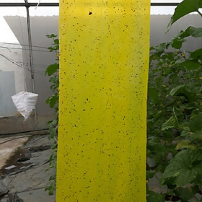 Bẫy Ruồi Bằng Keo Dính Vàng Sinh Học Israel Cuộn 10 Mét Trải Nghiệm. Hiệu Sticky Yellow Roll là Keo Dính Vàng 2 Mặt Israel (RỘNG 18CM X DÀI 10M) Nhập Khẩu Israel Sử DụngTrong Ngành Nông Nghiệp Sạch dùng Bẫy Ruồi Giấm, Ruồi Vàng, Ruồi Cái và cả các loại côn trùng khác