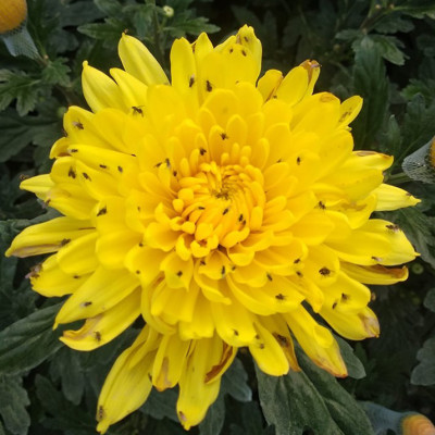 Bẫy Ruồi Bằng Keo Dính Vàng Sinh Học Israel Cuộn 10 Mét Trải Nghiệm. Hiệu Sticky Yellow Roll là Keo Dính Vàng 2 Mặt Israel (RỘNG 18CM X DÀI 10M) Nhập Khẩu Israel Sử DụngTrong Ngành Nông Nghiệp Sạch dùng Bẫy Ruồi Giấm, Ruồi Vàng, Ruồi Cái và cả các loại côn trùng khác