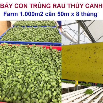 BẪY MÀU CÔN TRÙNG SINH HỌC GADOT ISRAEL CHO RAU SẠCH, RAU THỦY CANH, RAU KHÍ CANH VÀ NÔNG NGHIỆP SẠCH (SET 20 Mét DÀI). Kích thước ngang 0.18M x Dài 20M trải nghiệm