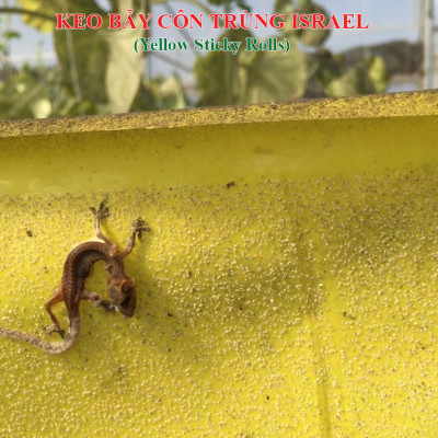 BẪY MÀU CÔN TRÙNG SINH HỌC GADOT ISRAEL CHO RAU SẠCH, RAU THỦY CANH, RAU KHÍ CANH VÀ NÔNG NGHIỆP SẠCH (SET 20 Mét DÀI). Kích thước ngang 0.18M x Dài 20M trải nghiệm