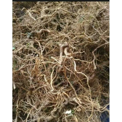 rễ cà gai leo khô túi 1kg