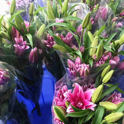 Xử lý Hoa Lily không nở trong 15 ngày tại nhà vườn trồng hoa Growers nhập khẩu Israel TOG đậm đặc Combo pha 1.000L dung dịch