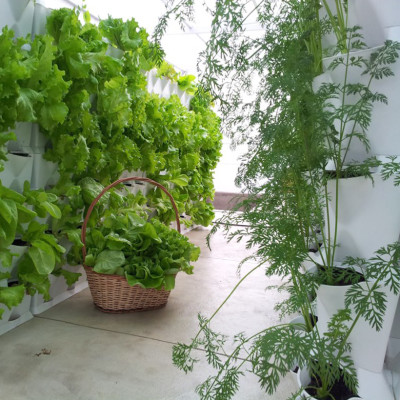 CHẬU MODULE TRỒNG RAU BAN CÔNG NHẬP KHẨU BỒ ĐÀO NHA (1 BỘ gồm 1 Module + Nắp đậy + 6 nút khóa)