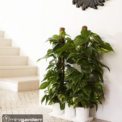 Chậu KIT Trồng Rau Tự Động Tưới Và Tự Dưỡng tại nhà Basic M (Size lớn) nhập khẩu Bồ Đào Nha dành cho người bận rộn