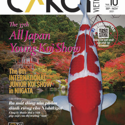 Cá Koi Vietnam - Combo 3 cuốn (Tập 10, 11, 12)