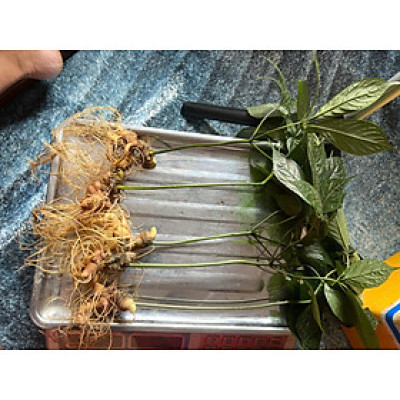 Cây sâm ngọc linh chuẩn hàng núi