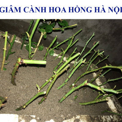 Bột kích rễ Israel cây hoa hồng và cây thân gỗ khác. Hủ 100gr Hormoril 6 giúp kích thích cây ra rễ nhanh, khỏe và sát khuẩn vết cắt để đạt tỷ lệ thành công cao trên cây con và cây giâm chiết cành