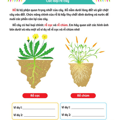 Sách - Cùng Em Rèn Luyện Khoa Học - Nâng Cao