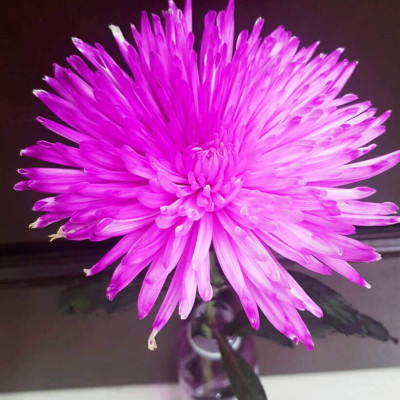 Nước Nhuộm Hoa Tươi Màu Hồng (Set 2 Chai) theo công nghệ Israel Color Sodium For Fresh Flowers giúp nhuộm đổi màu hoa cắt cành thành màu hồng đậm Pink