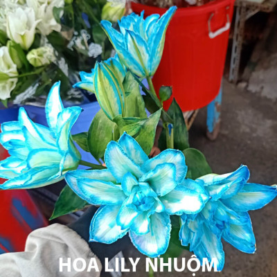 DUNG DỊCH BẢO QUẢN HOA LILY LÂU TÀN, KIỀM HOA KHÔNG NỞ VÀ “NGỦ ĐÔNG” TRÊN 15 NGÀY TẠI NHÀ VƯỜN TRỒNG HOA (GROWERS) THEO CÔNG NGHỆ ISRAEL