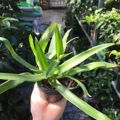 Cây Thảo Linh Chi – Cây Bao Tử, Cây Dạ Dày Giống – Giao Cây Thật Đúng Video