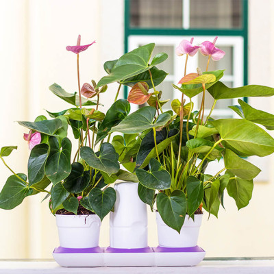 Bộ Trồng Cây Tự Dưỡng Để Bàn Ngày Tết Minigarden Basic S giúp cây văn phòng tự tưới nước và Tự sống tốt mà không cần chăm sóc cây