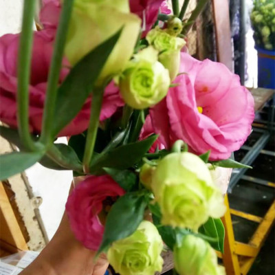 Combo 2 Chai Nước Cắm Hoa Lâu Tàn và Kiềm hoa không nở 15 ngày tại nhà vườn trồng hoa bằng dung dịch bảo quản hoa TOG Galileo của Israel