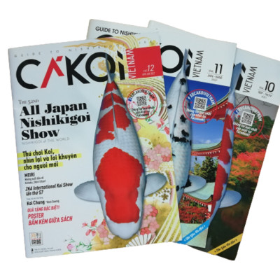 Cá Koi Vietnam - Combo 3 cuốn (Tập 10, 11, 12)