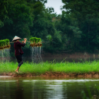 Gạo Hạt Ngọc Trời Tiên Nữ (5KG)