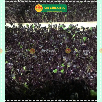 Hạt Giống Rau Mầm Malady - Nhập khẩu Ý, nảy mầm >95%, siêu dinh dưỡng, chuẩn màu tím đậm, dễ trồng - HẠT GIỐNG SEN VÀNG