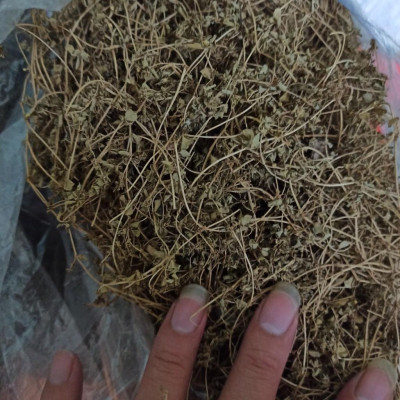 cỏ sữa thân tím đóng túi 1kg