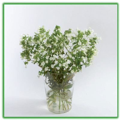 Bột Dưỡng Hoa Cắt Cành Longlife - Food for Cut Flowers - nhập khẩu ISRAEL (COMBO 100 gói tiết kiệm) giúp hoa tươi gấp 2 lần và 14 ngày không thay nước hay cắt tỉa lại gốc hoa