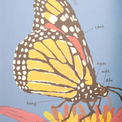 Lâu Đài Khoa Học Của Em: Tại Sao Bướm Vua Lại Di Cư?