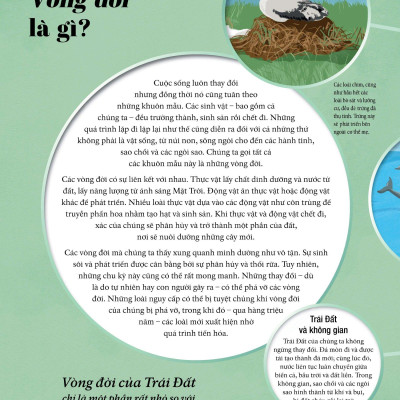 Vòng Đời - Life Cycles