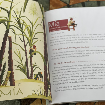 (Minh hoạ màu) CÂY NHÀ LÁ VƯỜN - Khám phá thế giới cây trái việt nam đa dạng phong phú – Thanh Soledas - Nxb Kim Đồng 