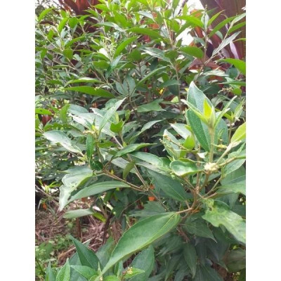 cây khổ sâm phơi khô túi 1kg