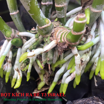 Nhập Khẩu Bột Kích Ra Rễ Israel cho cây thân Thảo, thân Mềm Hormoril T3 (with Fungicide)  có thành phần ngăn ngừa nấm bệnh cho rễ con 