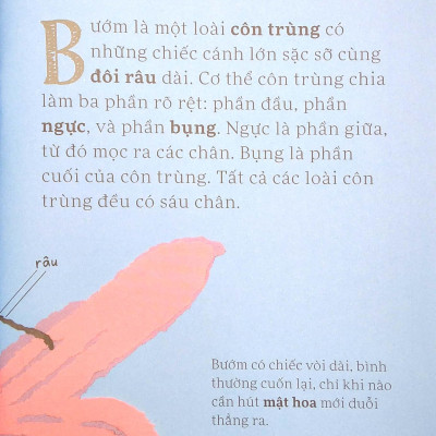 Lâu Đài Khoa Học Của Em: Tại Sao Bướm Vua Lại Di Cư?