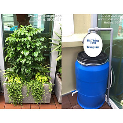 Chậu Đá Mài Cây Xanh Ban Công (Combo trọn gói) size lớn gồm Chậu, cây xanh, đất trồng và phân bón với thời gian bảo hành 2 tháng