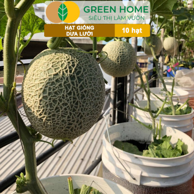 Hạt Giống Dưa Lưới Ruột Vàng Greenhome, Gói 10 Hạt, Dễ Trồng Quanh Năm, Nảy Mầm Cao, Thu Hoạch Nhanh, Năng Suất Cao T14
