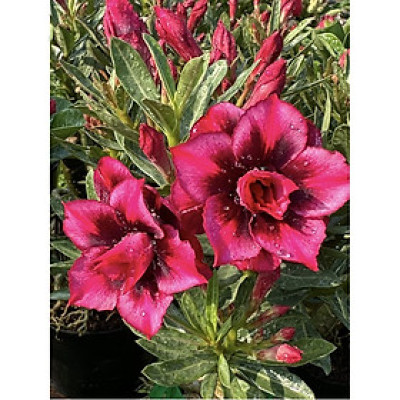 Bịch 10 hạt giống hoa sứ cẩm thiên vương Thái Lan 5 cánh màu hồng tía – Mã số 1460