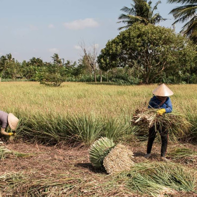 Tinh dầu Sả Chanh Organic 100ml Mộc Mây - tinh dầu nguyên chất từ thiên nhiên - Có kiểm định Bộ Y Tế, chất lượng và mùi hương vượt trội