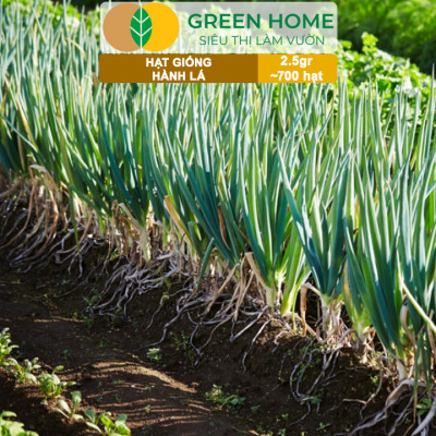 Hạt Giống Hành Lá Greenhome, Gói 2.5gr~700 hạt, Dễ Trồng Quanh Năm, Nảy Mầm Cao, Thu Hoạch Nhanh, Năng Suất Cao G01