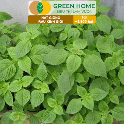 Hạt Giống Rau Kinh Giới, Bao 1gr~1800 hạt, Dễ Trồng, Nảy Mầm Cao, Thu Hoạch Nhanh, Năng Suất Cao G12