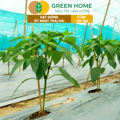 Hạt Giống Ớt Ngọt Trái Dài GreenHome, Gói 0,2gr~25 hạt, Dễ Trồng Quanh Năm, Năng Suất Cao G16