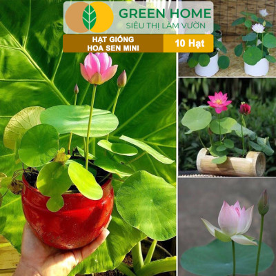 Hạt Giống Hoa Sen Mini GreenHome,  Gói 10 Hạt, Nhiều Màu, Dễ Trồng, Dễ Chăm, Nảy Mầm Tốt H01