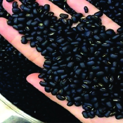 Đậu đen xanh lòng rang sẵn - 1kg - Ftaky - Đậu đen xanh lòng hữu cơ - hạt nhỏ thuần chủng