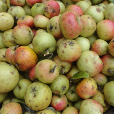 1kg Trà táo mèo(Trà sơn tra)