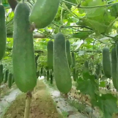 Hạt giống bí đao xanh F1 - Bí chanh giống khỏe trái sai VTP05