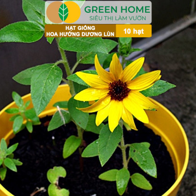 Hạt Giống Hoa Hướng Dương Greenhome, Gói 10 hạt, Sai Hoa, Màu Rực Rỡ, Dễ Trồng, Nảy Mầm Cao H03