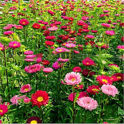 Hạt giống hoa cúc Đà Lạt nhiều màu VTS04