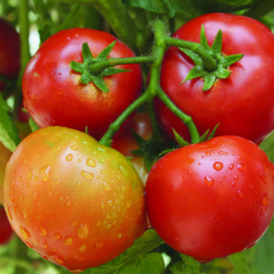 Hạt giống cà chua chịu nhiệt F1 kháng bệnh quả to VTS15