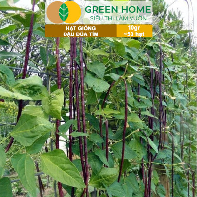 Hạt Giống Đậu Đũa Tím, Greenhome, Gói 10GR~50 hạt, Dễ Trồng Quanh Năm, Nảy Mầm Cao, T38