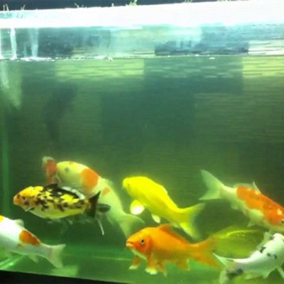 Đèn UV 20W Sterilization King Bóng Kép cao cấp, diệt tảo, diệt khuẩn cho bể cá, hồ cá, hồ thủy sinh siêu sạch ( Trắng) 