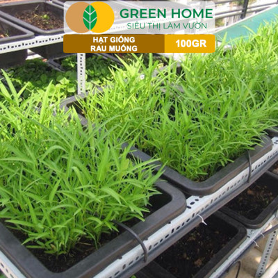 Hạt Giống Rau Muống GreenHome, GÓI 100GR, Dễ Trồng, Nảy Mầm Cao, Thu Hoạch, Năng Suất Cao R28