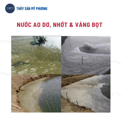Men vi sinh hạt xử lý đáy thối nước dơ khí độc nước đục diệt rong Probac gây màu tảo khuê trà tôm thẻ cá lươn ếch ốcbaba